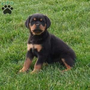 Sage, Rottweiler Puppy